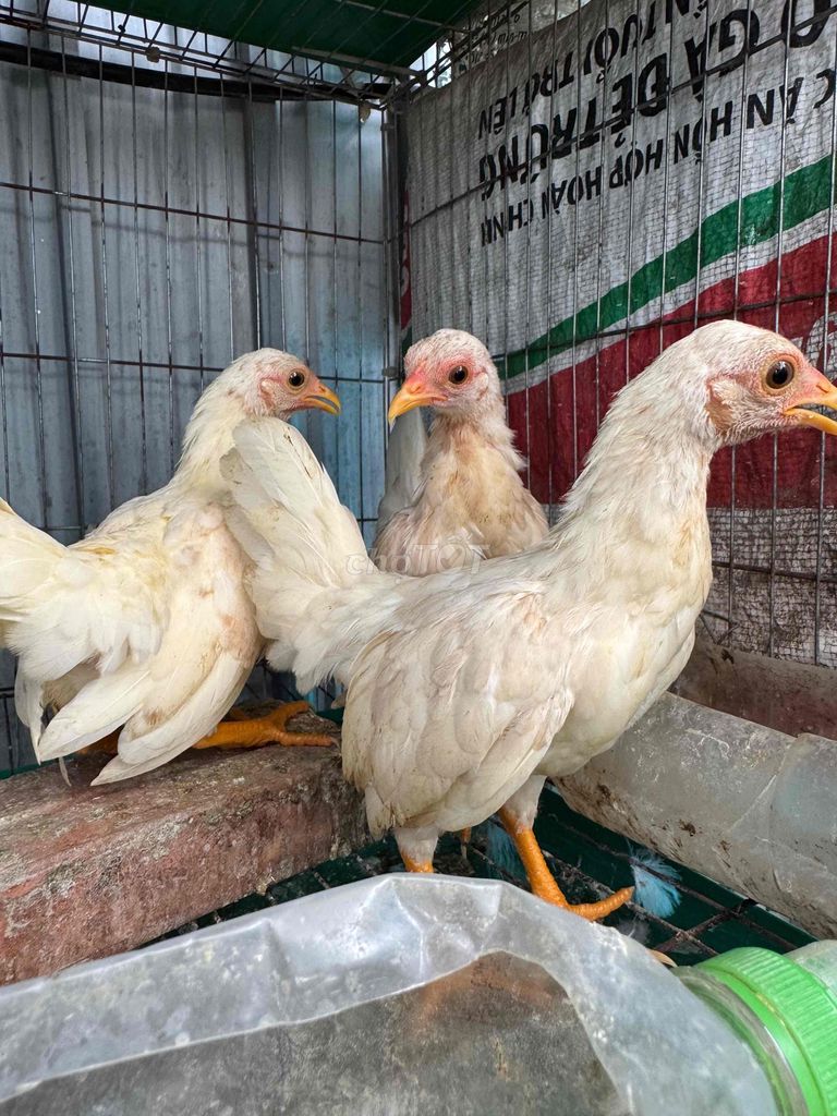 Gà Tre bắc. Mua bán Gà tại Quận 12 Tp Hồ Chí Minh được đăng bởi PHÚ hình 1