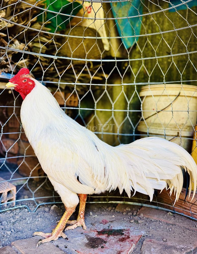 Gà Trắng 3.2kg. Mua bán Gà tại Huyện Mỹ Xuyên Sóc Trăng được đăng bởi Quang Anh hình 1