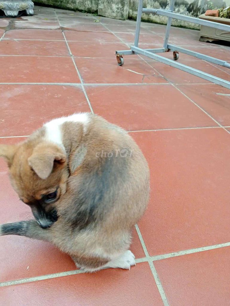 Chó đực màu Nâu trắng. Mua bán Chó tại Quận Nam Từ Liêm Hà Nội được đăng bởi Nguyễn Khắc Duy hình 1
