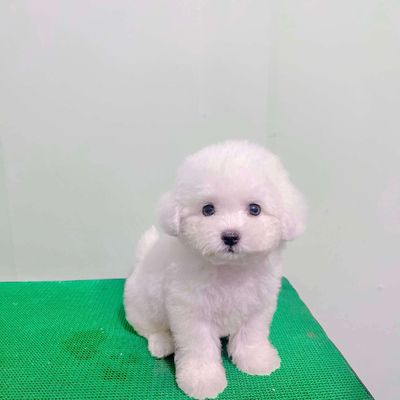 chó Poodle trắng tinh