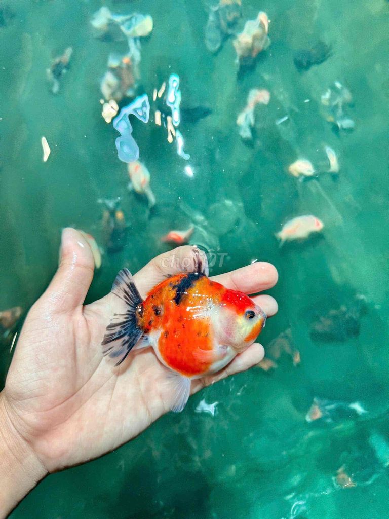 Cá vàng oranda ranchu 150.000-600.000 ở Hóc Môn