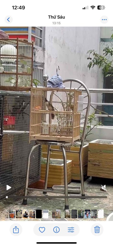 Chim Chào mào bổi đã qua sử dụng. Mua bán Chim tại Quận 11 Tp Hồ Chí Minh được đăng bởi Béo hình 1