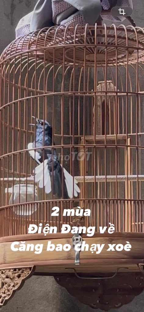 Chim Chích chòe Đen trắng 2 mùa. Mua bán Chim tại Quận 12 Tp Hồ Chí Minh được đăng bởi Sg hình 1