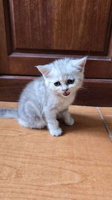 Mèo silver và tabby classic. Mua bán Mèo tại Quận Hà Đông Hà Nội được đăng bởi Golden cat shop