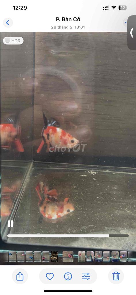 Cá Betta Plakat Trống 3-3.5cm. Mua bán Thú cưng khác tại Quận 3 Tp Hồ Chí Minh được đăng bởi Long hình 1
