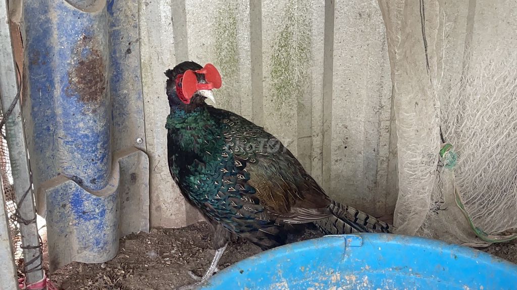 Chim trĩ thương phẩm 180k1kg.. Mua bán Chim tại Huyện Gò Công Tây Tiền Giang được đăng bởi Đại Huynh hình 1