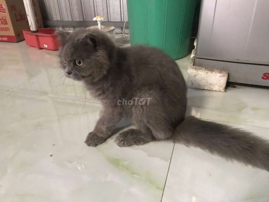 Mèo ALD cái 8 tháng đã tiêm. Mua bán Mèo tại Quận Thốt Nốt Cần Thơ được đăng bởi Tú Anh Huỳnh hình 1