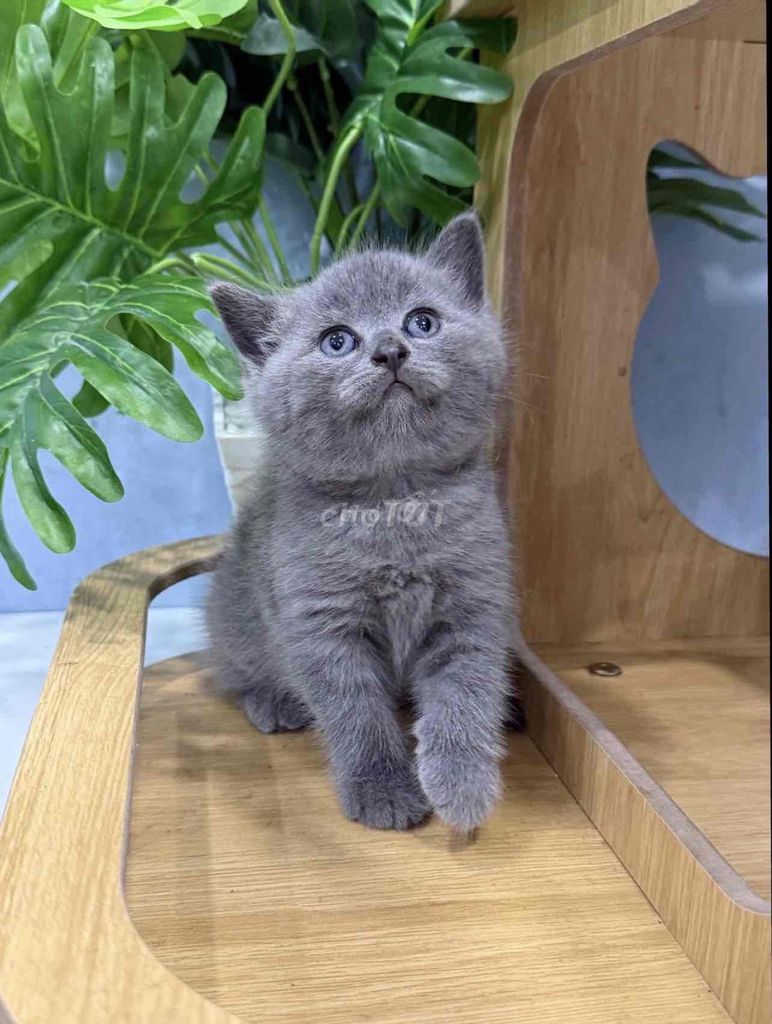 Mèo Anh lông ngắn đực con. Mua bán Mèo tại Huyện Nhà Bè Tp Hồ Chí Minh được đăng bởi Nhi Nguyễn hình 1