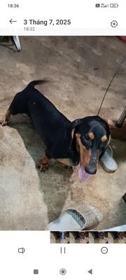 Tìm chủ mới cho pet. Mua bán Chó tại Huyện Vĩnh Cửu Đồng Nai được đăng bởi Thị Mai