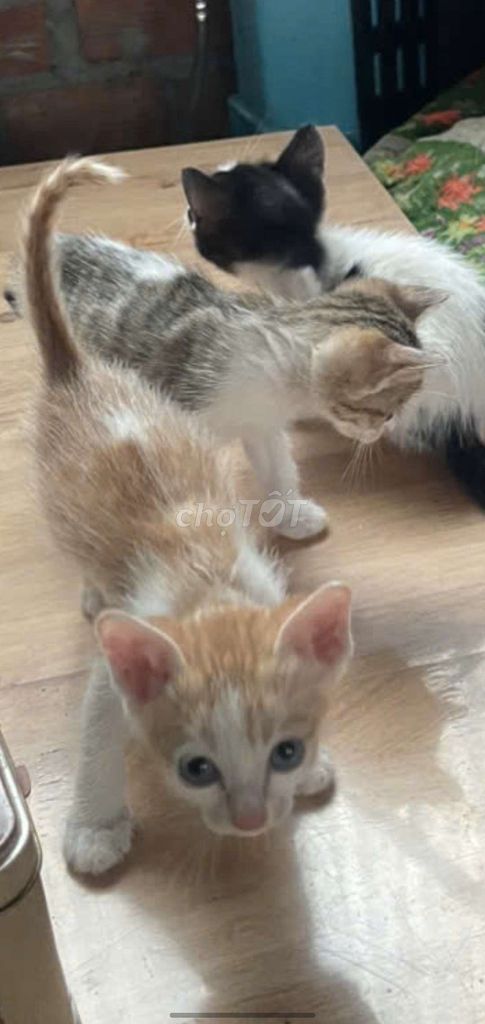 Cho 4 con mèo con như hình. Mua bán Mèo tại Thành phố Buôn Ma Thuột Đắk Lắk được đăng bởi Hoang thi hình 1