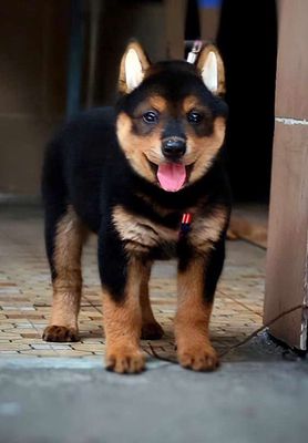 Mông cộc tịt tứ mục siêu ngầu. Mua bán Chó tại Quận Gò Vấp Tp Hồ Chí Minh được đăng bởi Lan Phương