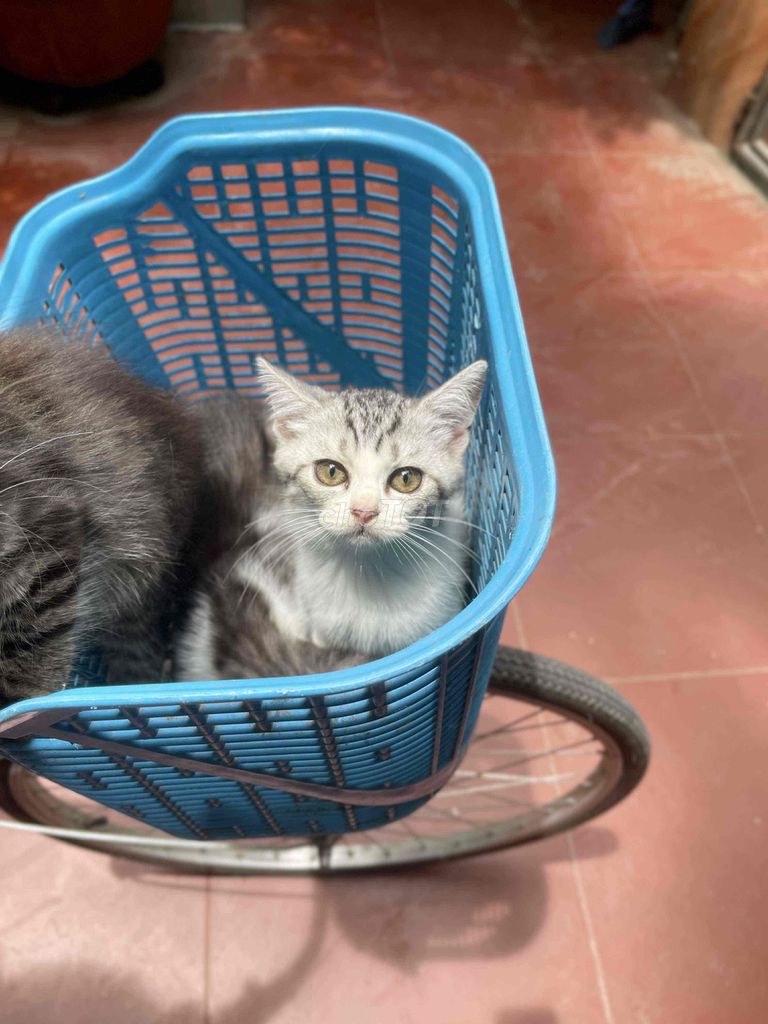 Aln tabby