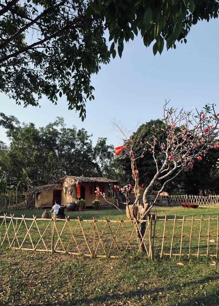 Cần tìm Gà cú tơ. Mua bán Gà tại Huyện Bình Chánh Tp Hồ Chí Minh được đăng bởi NGUYỄN LONG HỒ hình 1