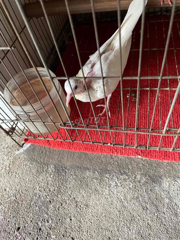 Chim Cu Pháp Trắng. Mua bán Chim tại Huyện Hóc Môn Tp Hồ Chí Minh được đăng bởi chí Tính hình 1