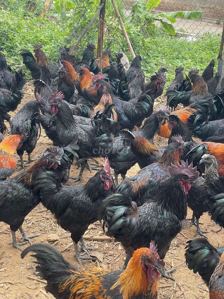 Gà HMông Đen Thụy Phương. Mua bán Gà tại Quận Long Biên Hà Nội được đăng bởi tổng kho gia dụng  hình 1