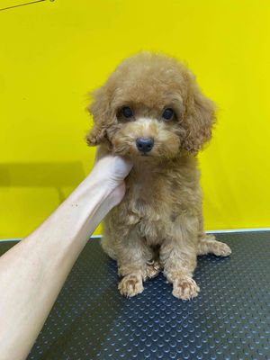 Poodle nâu đực gần 4th