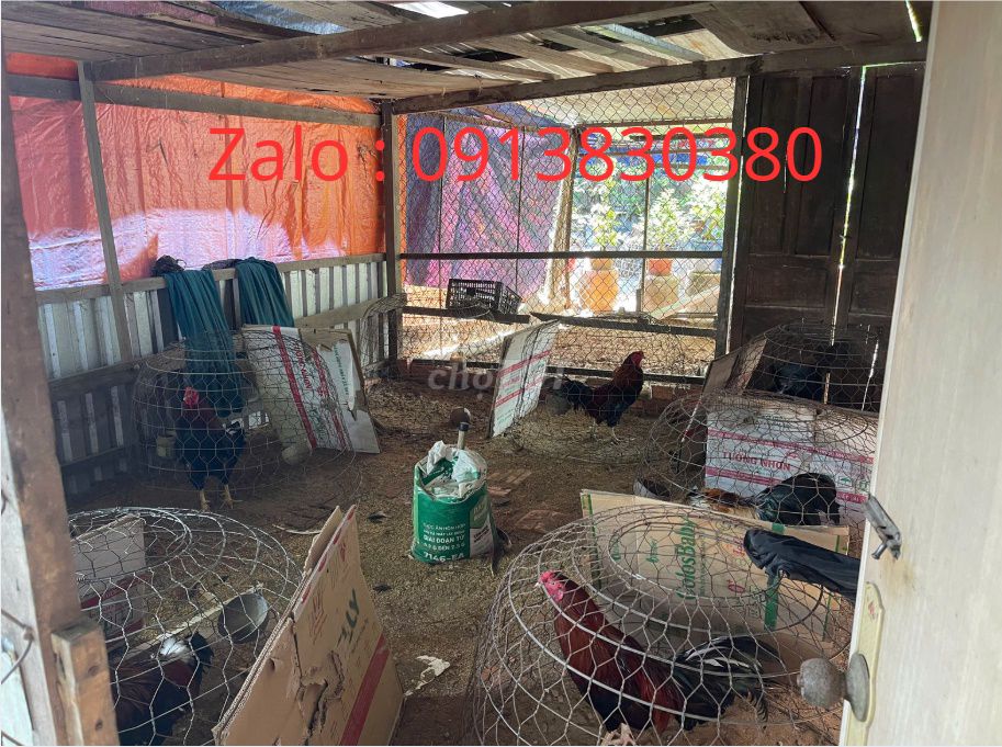 Bán hơn 20 con gà zin 100% chưa qua trường lớp. Mua bán Gà tại Huyện Châu Phú An Giang được đăng bởi Nguyễn Khang hình 1