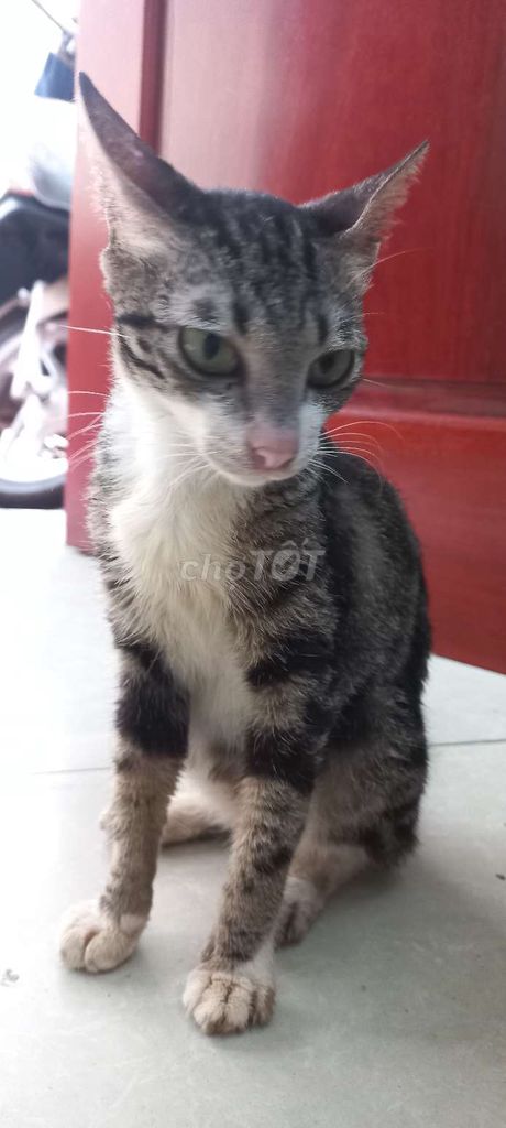Mèo dọc dưa