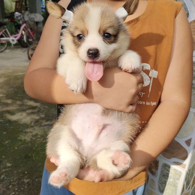 Chó Corgi thuần chủng  Đã tiêm ngừa