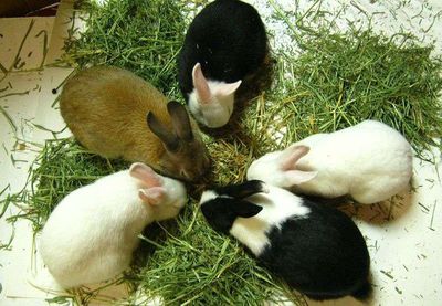 Thỏ giống. Mua bán Thú cưng khác tại Thành phố Buôn Ma Thuột Đắk Lắk được đăng bởi cửa hàng online 