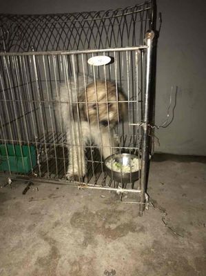 Chó Poodle màu Trắng Nâu