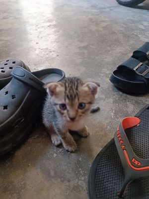 Mèo Beoo lông ngắn vằn