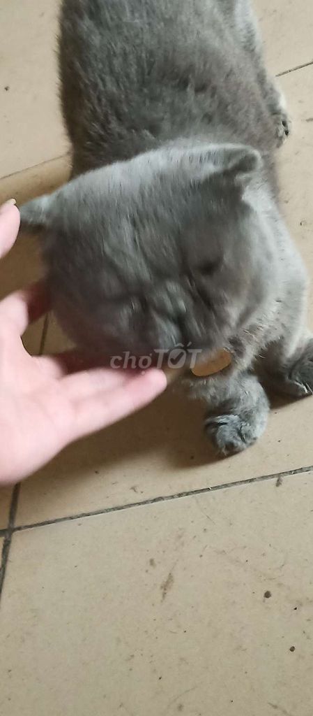Mèo Anh lông ngắn đực 4 tuổi xám. Mua bán Mèo tại Quận Bắc Từ Liêm Hà Nội được đăng bởi Nguyen Xuan Duc hình 1