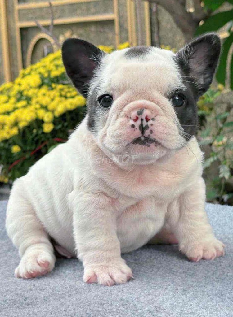 bulll pháp short body ngắn❤️❤️. Mua bán Chó tại Quận Bình Tân Tp Hồ Chí Minh được đăng bởi huỳnh thật  hình 1