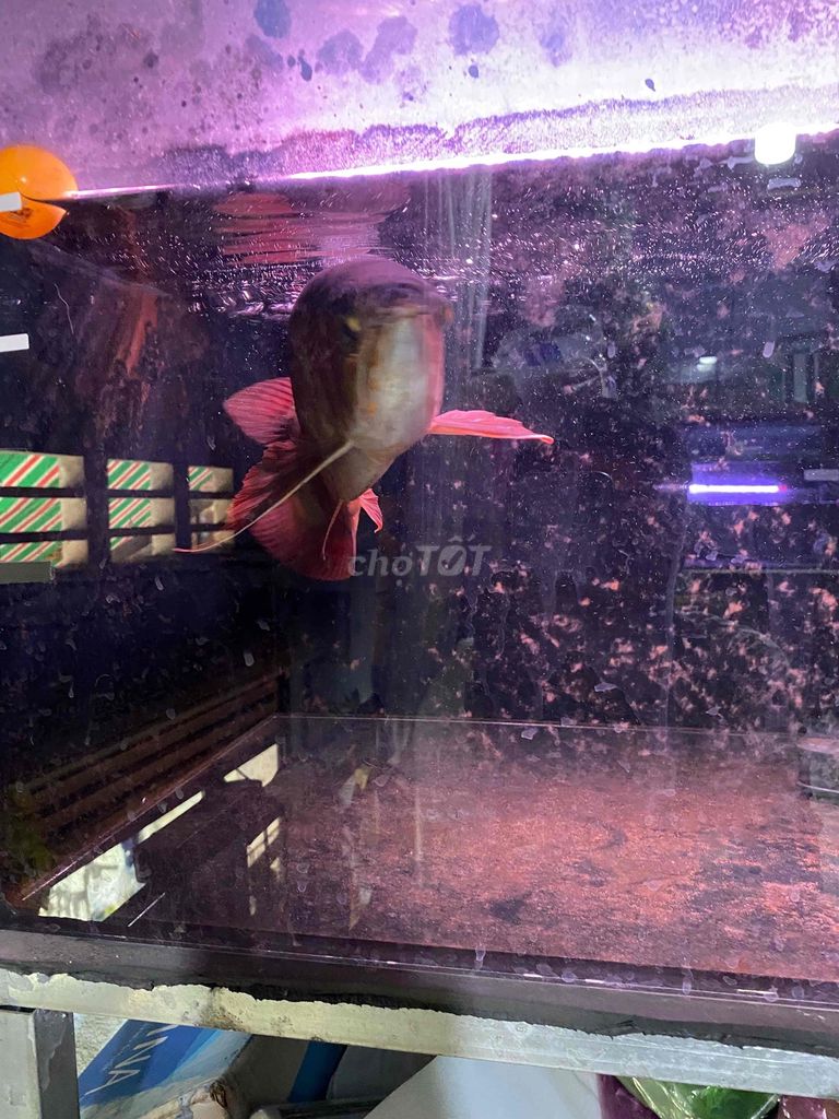 cá huyết long. Mua bán Thú cưng khác tại Thị xã Tân Uyên Bình Dương được đăng bởi Khoa hình 6