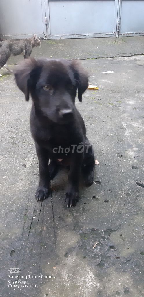 Bán chó đen phong thủy kèm nhà cho chó cưng. Mua bán Chó tại Quận 11 Tp Hồ Chí Minh được đăng bởi Lý hình 5