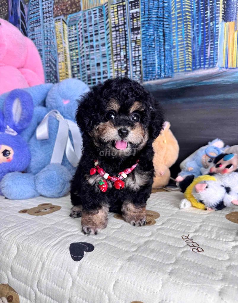 poodle tìm nhà mới. Mua bán Chó tại Quận Bình Thạnh Tp Hồ Chí Minh được đăng bởi Phạm Tiến hình 1
