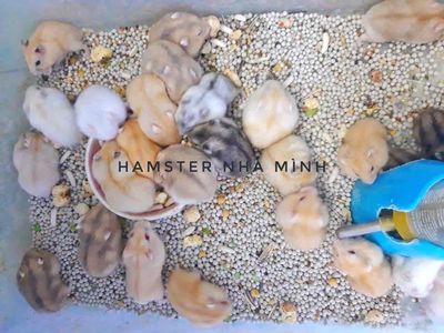 chuột hamster winter white hiền lành đủ màu