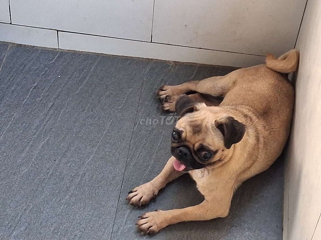 Chó Pug Mini Cái. Mua bán Chó tại Thành phố Mỹ Tho Tiền Giang được đăng bởi Nhân Rottweiler  hình 1