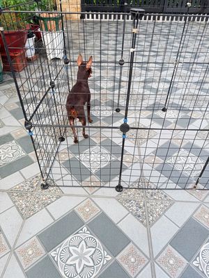 Phốc hươu cái cần tìm người yêu thương