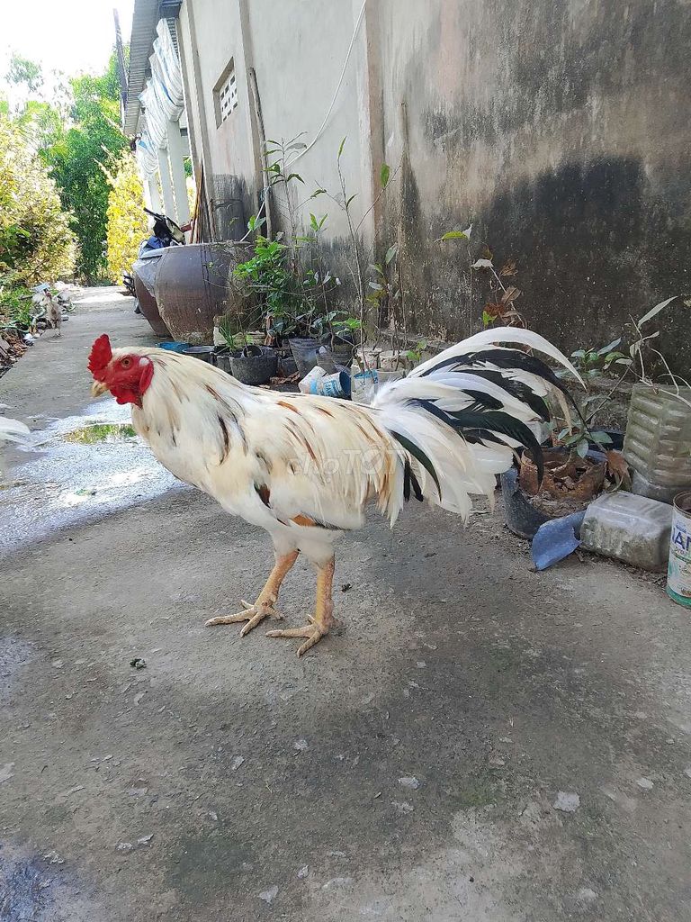 Gà Trắng Đực 2.65 kg. Mua bán Gà tại Huyện U Minh Cà Mau được đăng bởi ut  hình 1