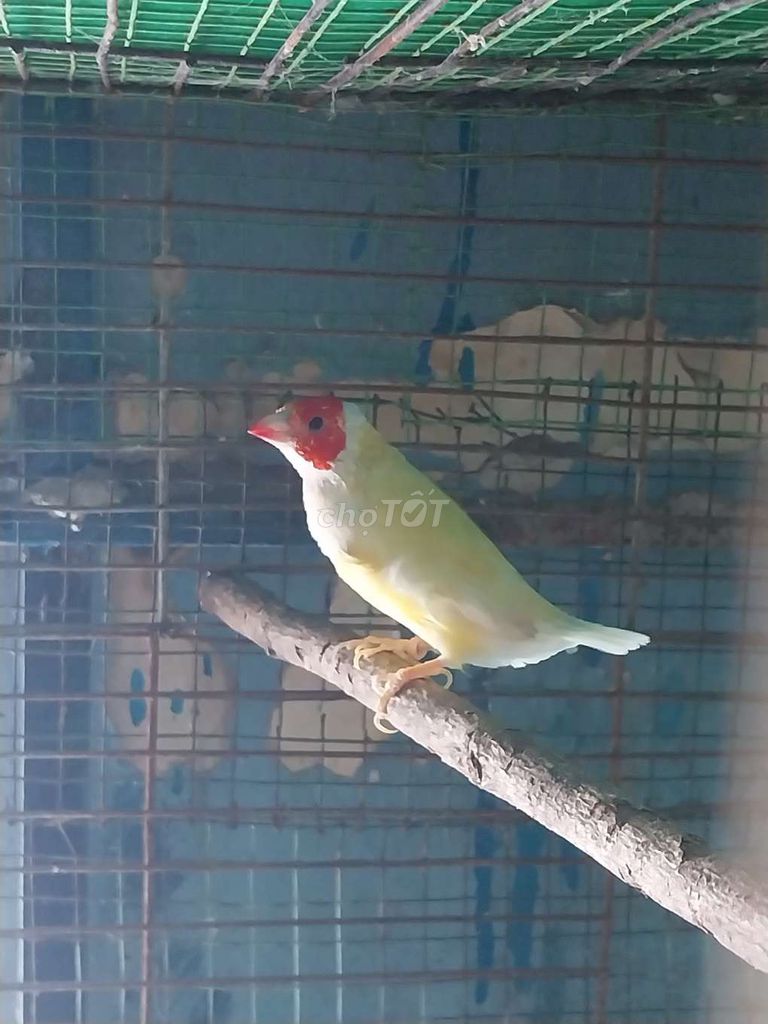 Chim cảnh 7 màu trống tơ. Mua bán Chim tại Quận Phú Nhuận Tp Hồ Chí Minh được đăng bởi Gà tre  hình 1