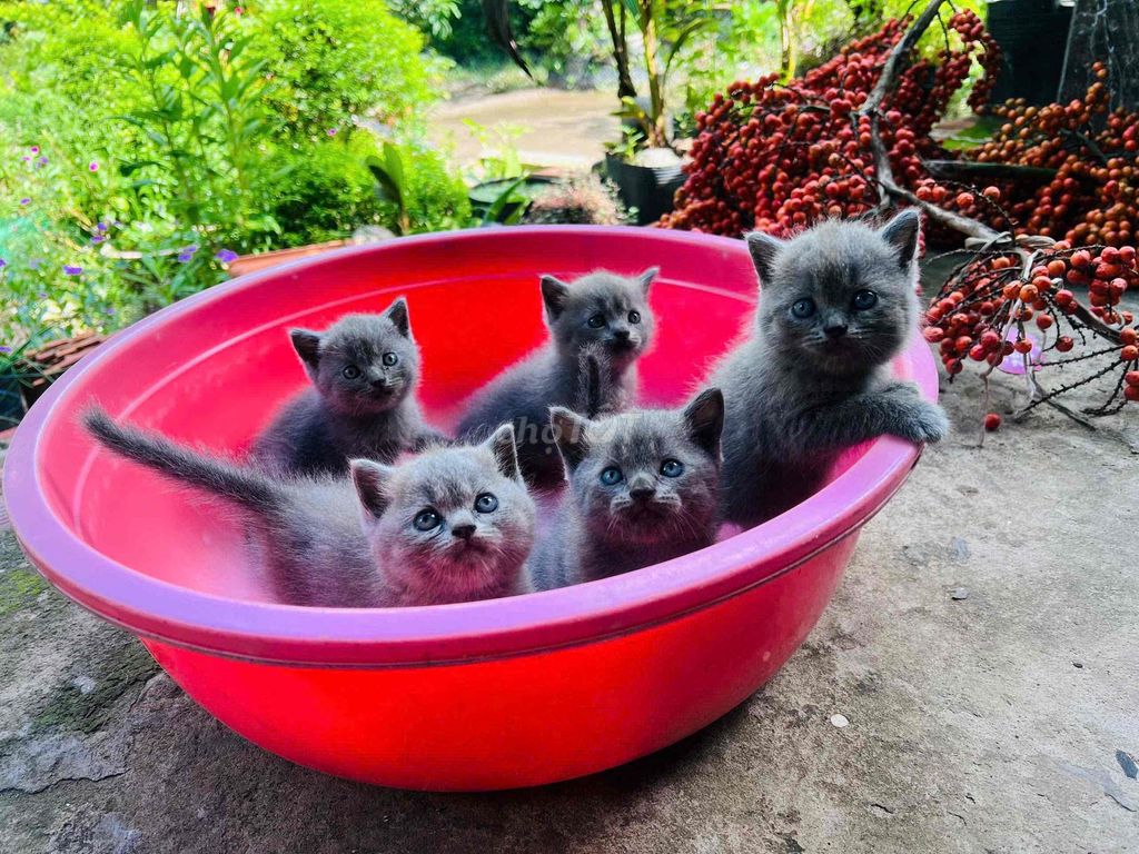 Mèo ALN nhà trồng Xám xanh, 3Đực, 2Cái bố nhập Nga. Mua bán Mèo tại Huyện Châu Thành Bến Tre được đăng bởi Xưởng Decor Bến Tre hình 1