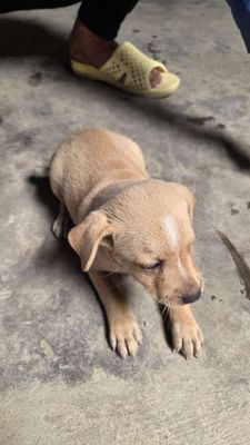 Chó cỏ con Đen Nâu Đen trắng