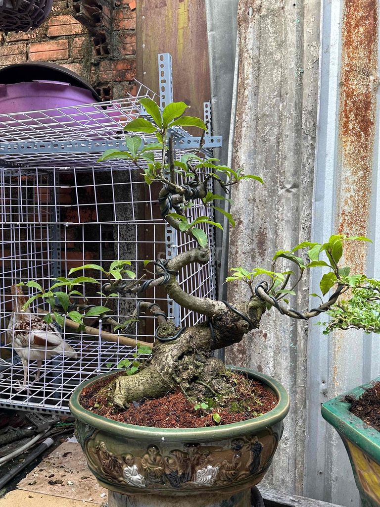 Lộc vừng Bonsai fom dáng bay mịn. Mua bán Cây cảnh, đồ trang trí tại Huyện Củ Chi Tp Hồ Chí Minh được đăng bởi nguyễn quốc Thắng hình 1
