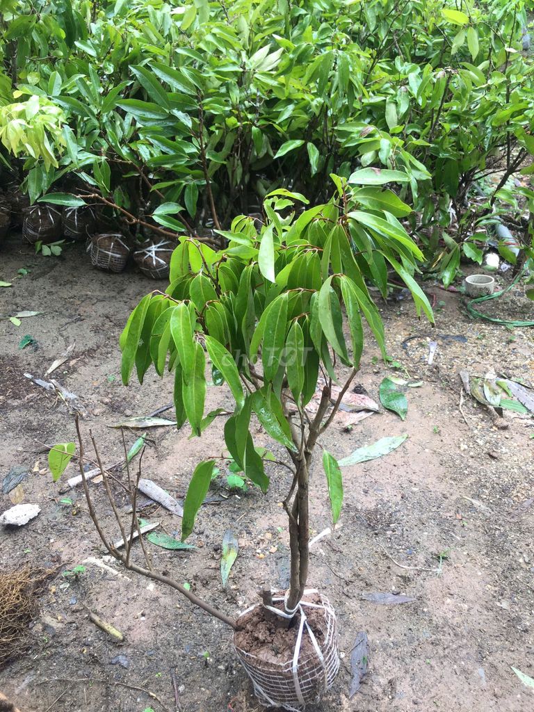 Cây giống Vải thiều cây chiết. Mua bán Đồ chuyên dụng, Giống nuôi trồng tại Huyện Gia Lâm Hà Nội được đăng bởi Nhà vườn tuấn muôn  hình 1