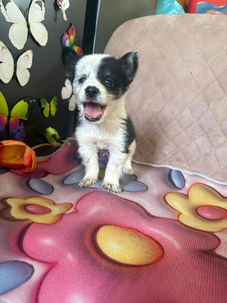 Chó Chihuahua lai Poodle 2 tháng 1 mũi. Mua bán Chó tại Thành phố Thủ Đức Tp Hồ Chí Minh được đăng bởi Hạ Mi hình 1