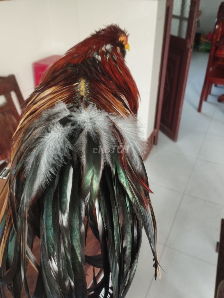 Gà tre Tân Châu trống đa sắc làm cảnh. Mua bán Gà tại Huyện Trà Ôn Vĩnh Long được đăng bởi Hoà Bình hình 1