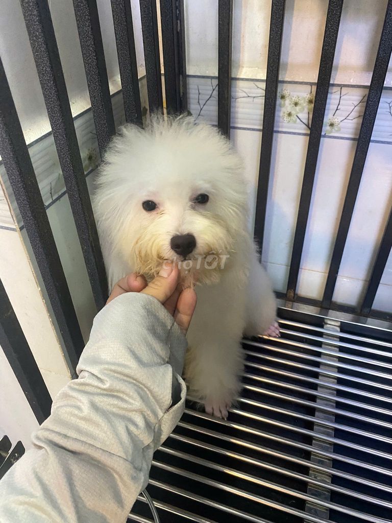 Chó poodle màu trắng hơn 4 tháng tuổi