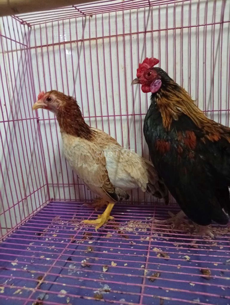 Gà tre bắc . Mua bán Gà tại Quận Tân Phú Tp Hồ Chí Minh được đăng bởi Tiger hình 1