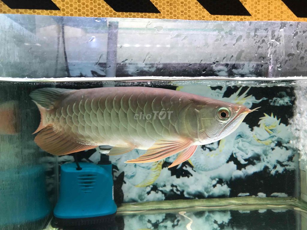Cá Kim Long 28-30 cm đẹp không lỗi có giấy. Mua bán Thú cưng khác tại Quận 11 Tp Hồ Chí Minh được đăng bởi THANH TÙNG hình 1