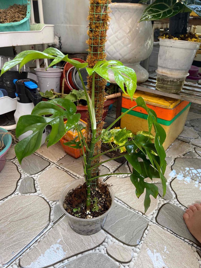 Cây cảnh Monstera leo cột Minimon 60cm. Mua bán Cây cảnh, đồ trang trí tại Thành phố Mỹ Tho Tiền Giang được đăng bởi Nguyễn Thái Nguyên hình 1