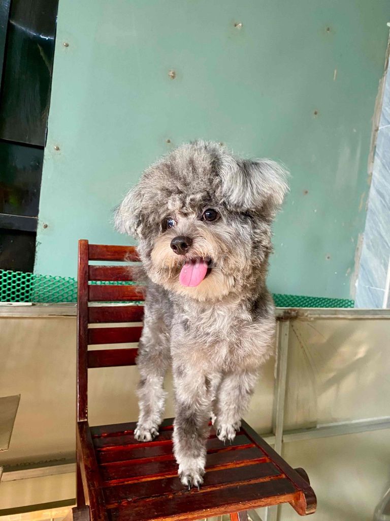 bé tìm nhà mới. Mua bán Chó tại Quận 8 Tp Hồ Chí Minh được đăng bởi SHOP PET NẮNG BÌNH DƯƠNG  hình 1