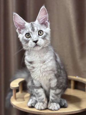 Mèo Maine Coon thuần 4 tháng