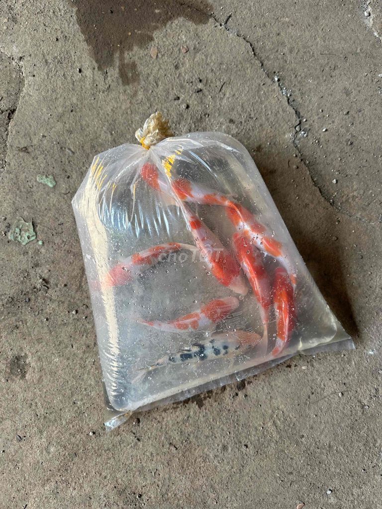 Cá Koi KOI HOÀNG VĂN THÁI Đỏ Trắng Đen kí 5 7 con. Mua bán Thú cưng khác tại Quận Liên Chiểu Đà Nẵng được đăng bởi Trại cá KOI Hoàng Văn Thái hình 1