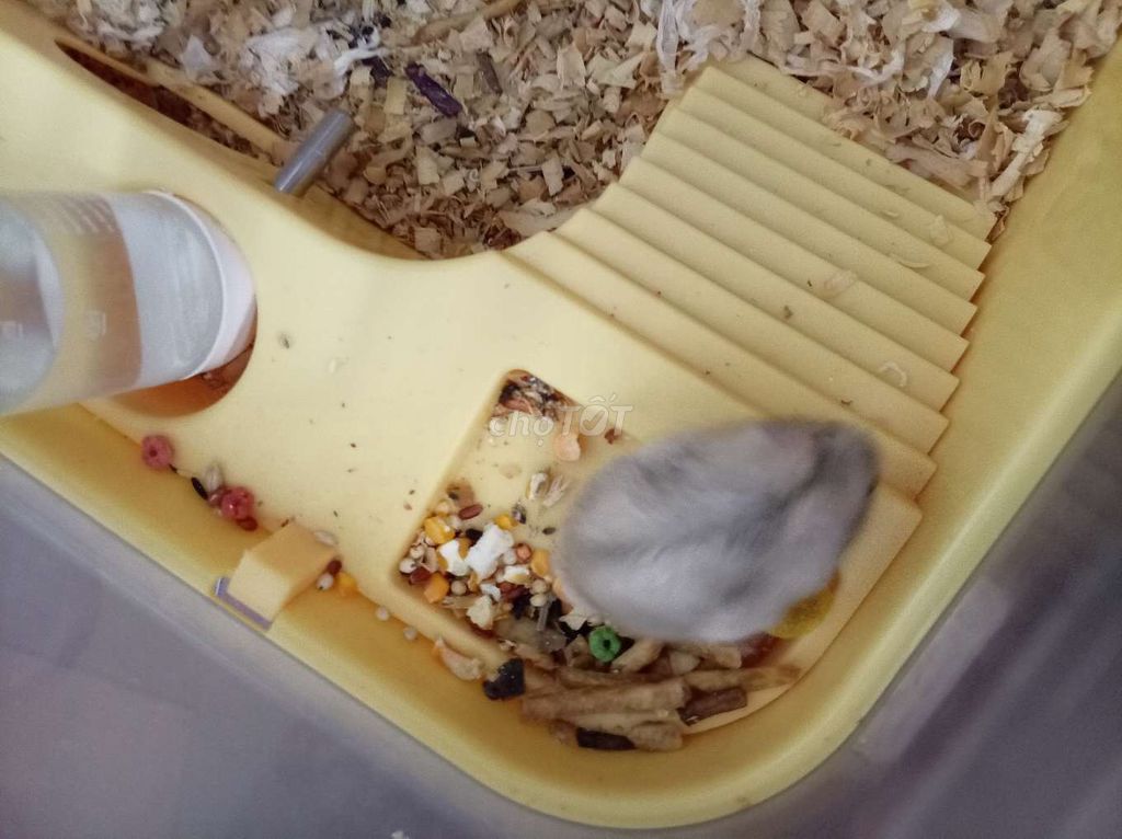 Hamster Winter White Xám Khỏe mạnh. Mua bán Thú cưng khác tại Quận Hai Bà Trưng Hà Nội được đăng bởi Zy Zy hình 1